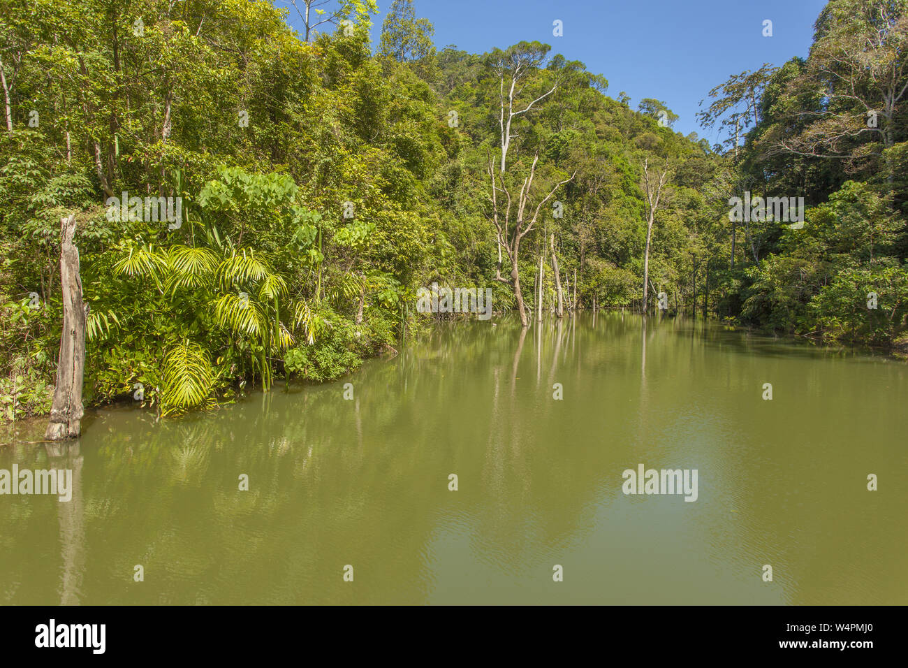 Tropical jungle lake in Thailand, Krabi, Lanta Stock Photo - Alamy