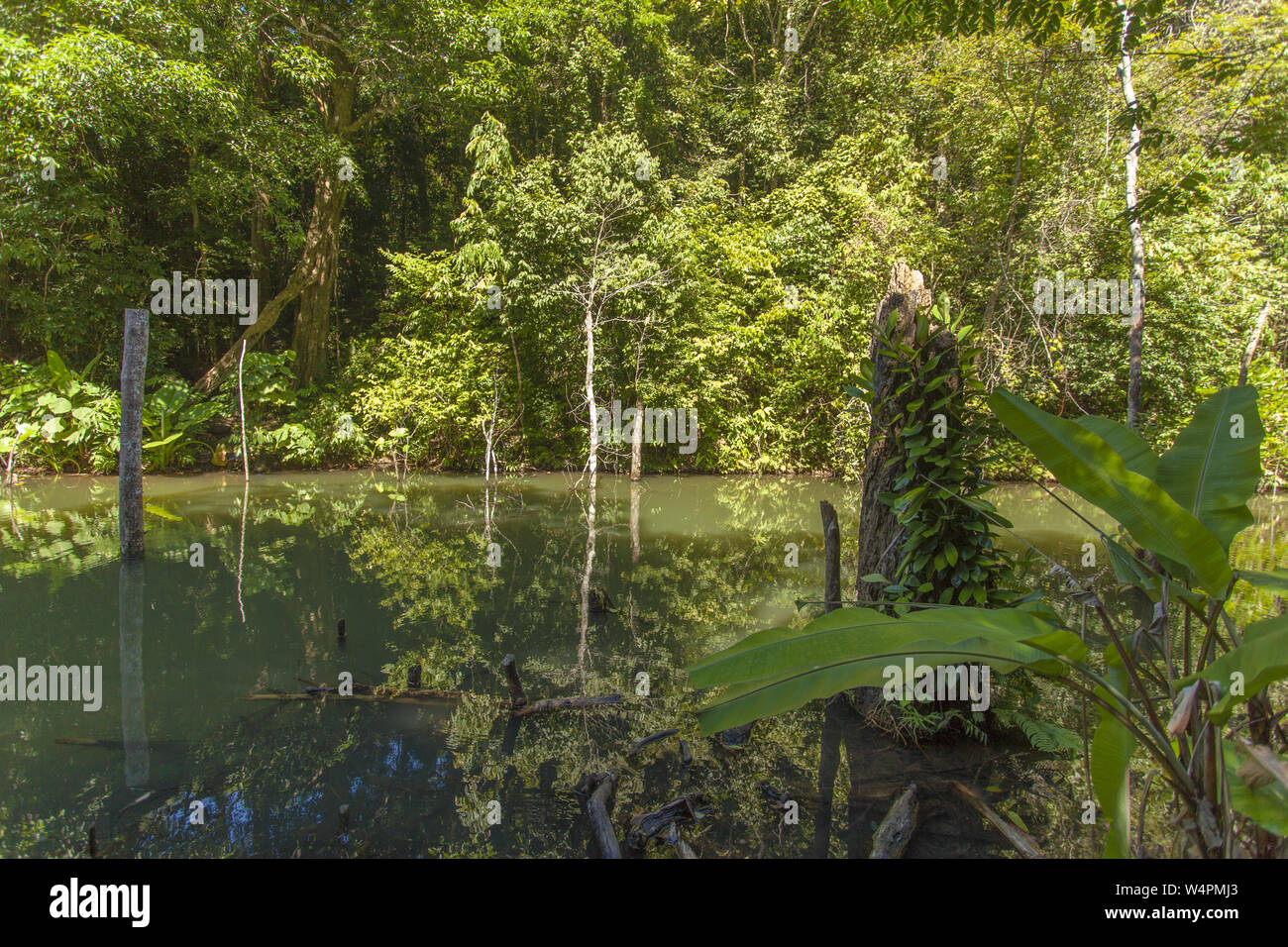 Tropical jungle lake in Thailand, Krabi, Lanta Stock Photo - Alamy