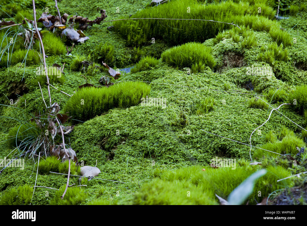 Moss grown stone wall hi-res stock photography and images - Alamy