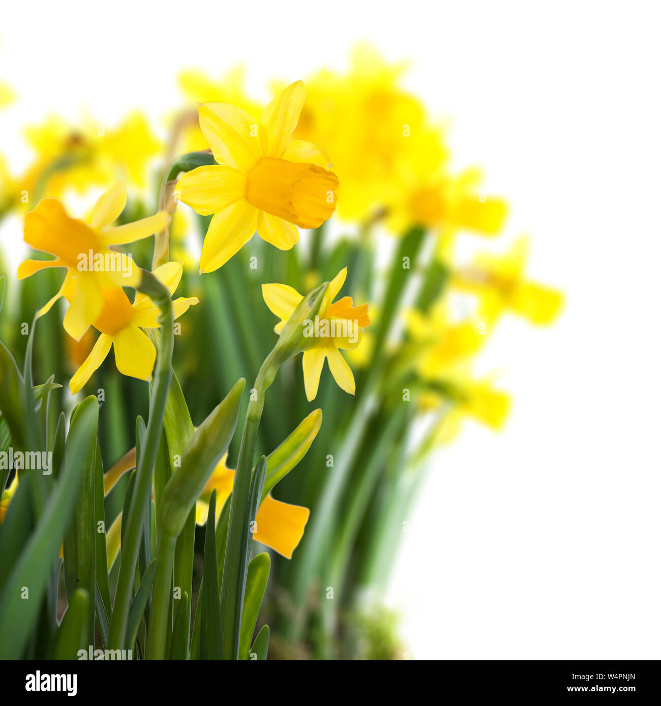 daffodils isolated on white background Stock Photo - Alamy