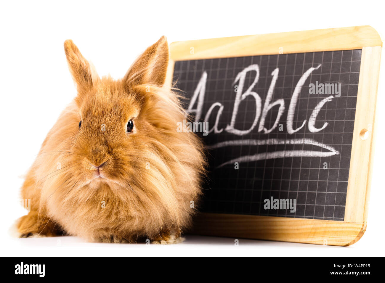 Long Haired Rabbit Cut Out Stock Images Pictures Alamy