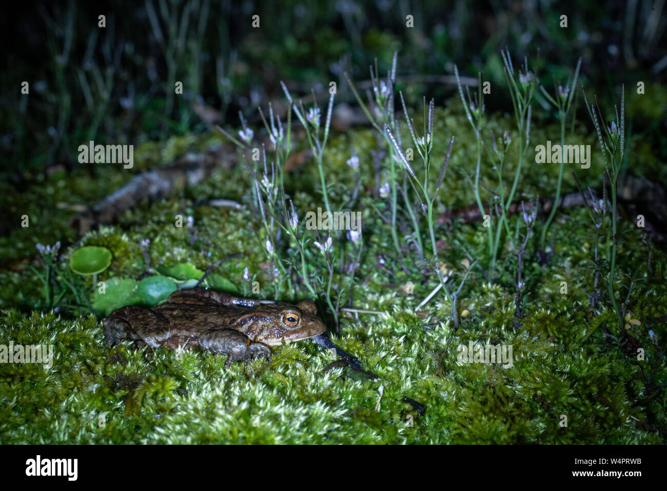 True frog sleeping among wild flower at Talybont Reservoir Brecon UK Stock Photo