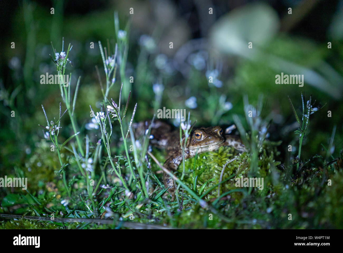 True frog sleeping among wild flower at Talybont Reservoir Brecon UK Stock Photo