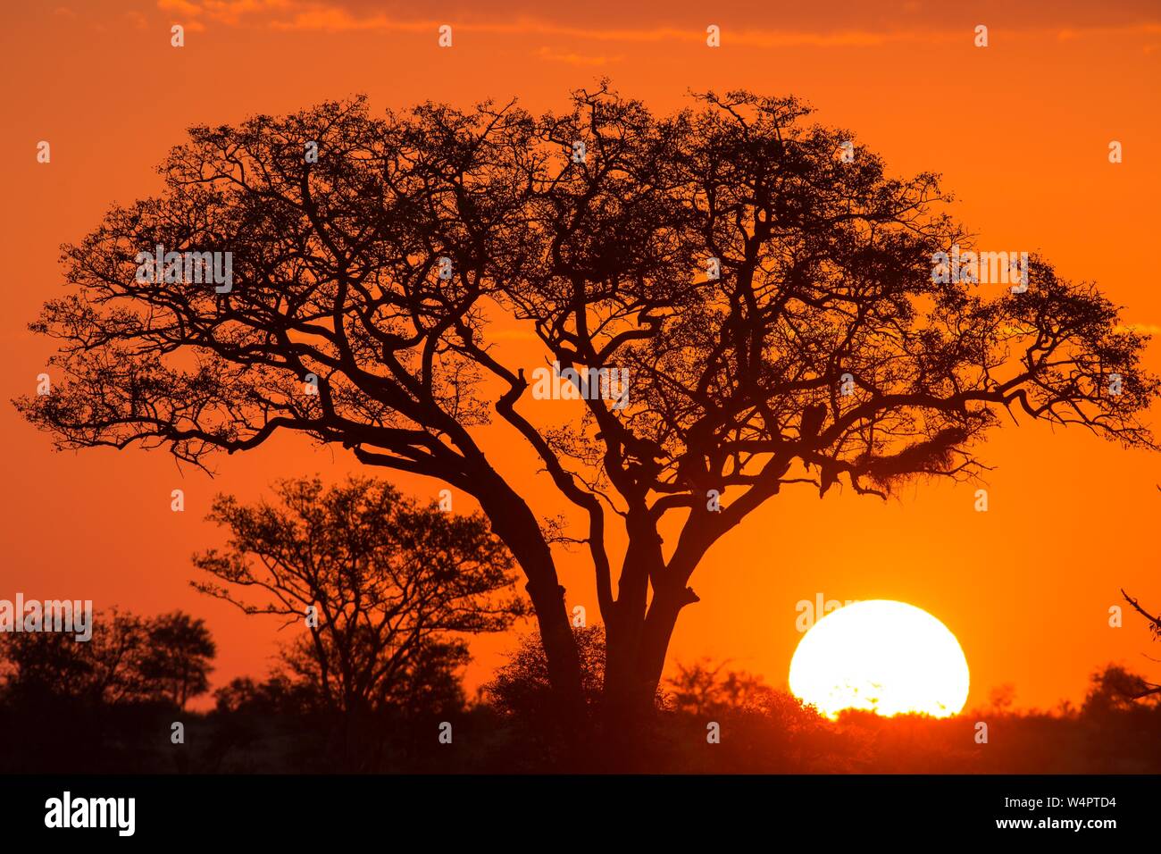 Umbrella thorn acacia (umbrella acacia tortilis) at sunset, Manyeleti