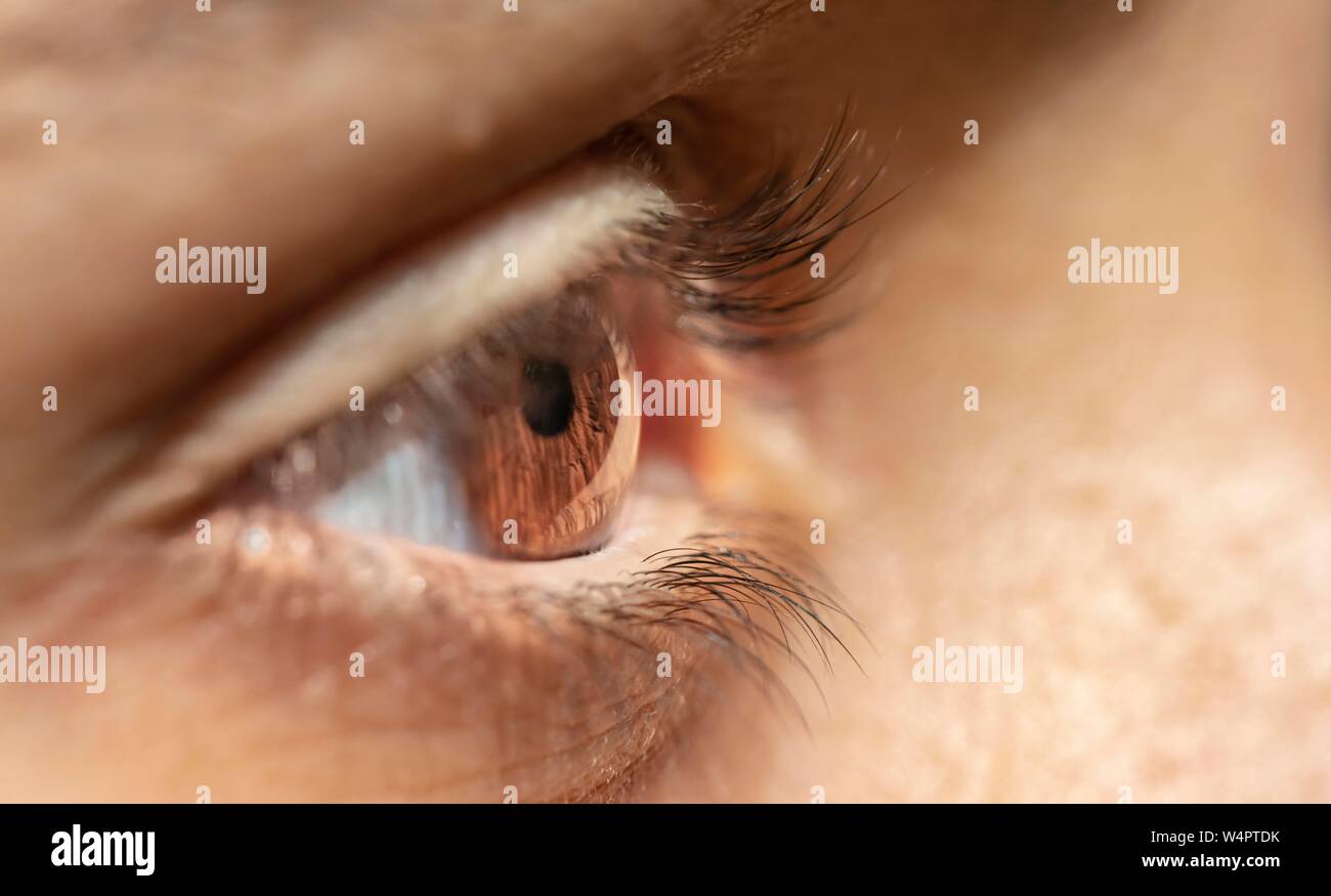 Eye, brown, macro, Germany Stock Photo
