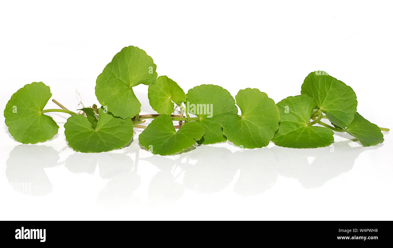 Centella asiatica plant isolated on white background Stock Photo