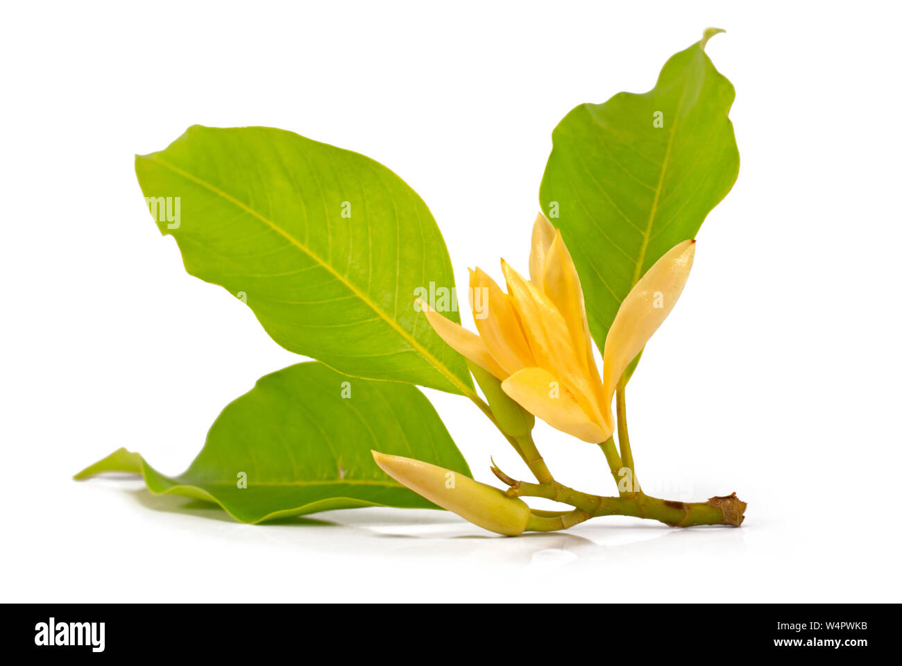 michelia champaca flower cut out on white background Stock Photo