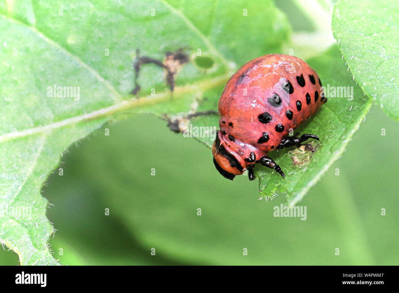 Ckoseup of a Potatoe Beetle Larave on a green background Stock Photo