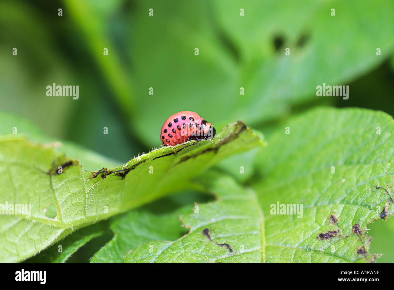 A Potato Beetle larva feeding on a plant leaf Stock Photo