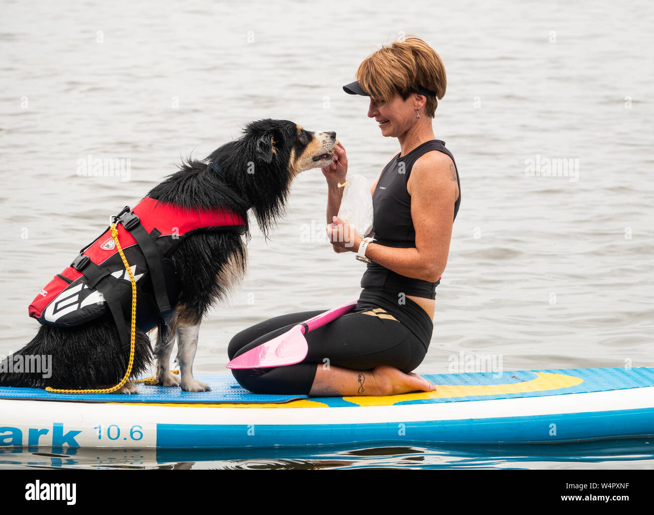 Steinhude, Germany. 11th July, 2019. Svea Pohler rewards the Australian  Shepherd "Barney" with a piece of cheese. On the Steinhuder Lake a course  for stand-up paddling with dogs is offered. Credit: Cindy