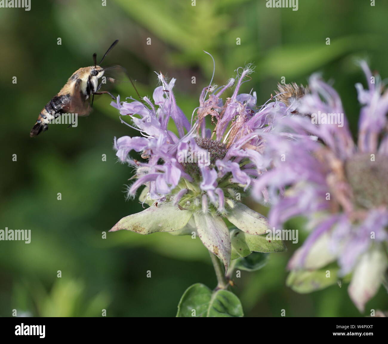 Hummingbird Moth collecting nectar Stock Photo Alamy