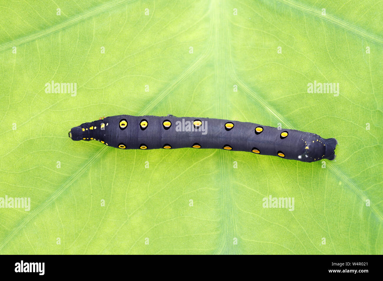 Studio shot of big black caterpillar on a leaf background Stock Photo ...