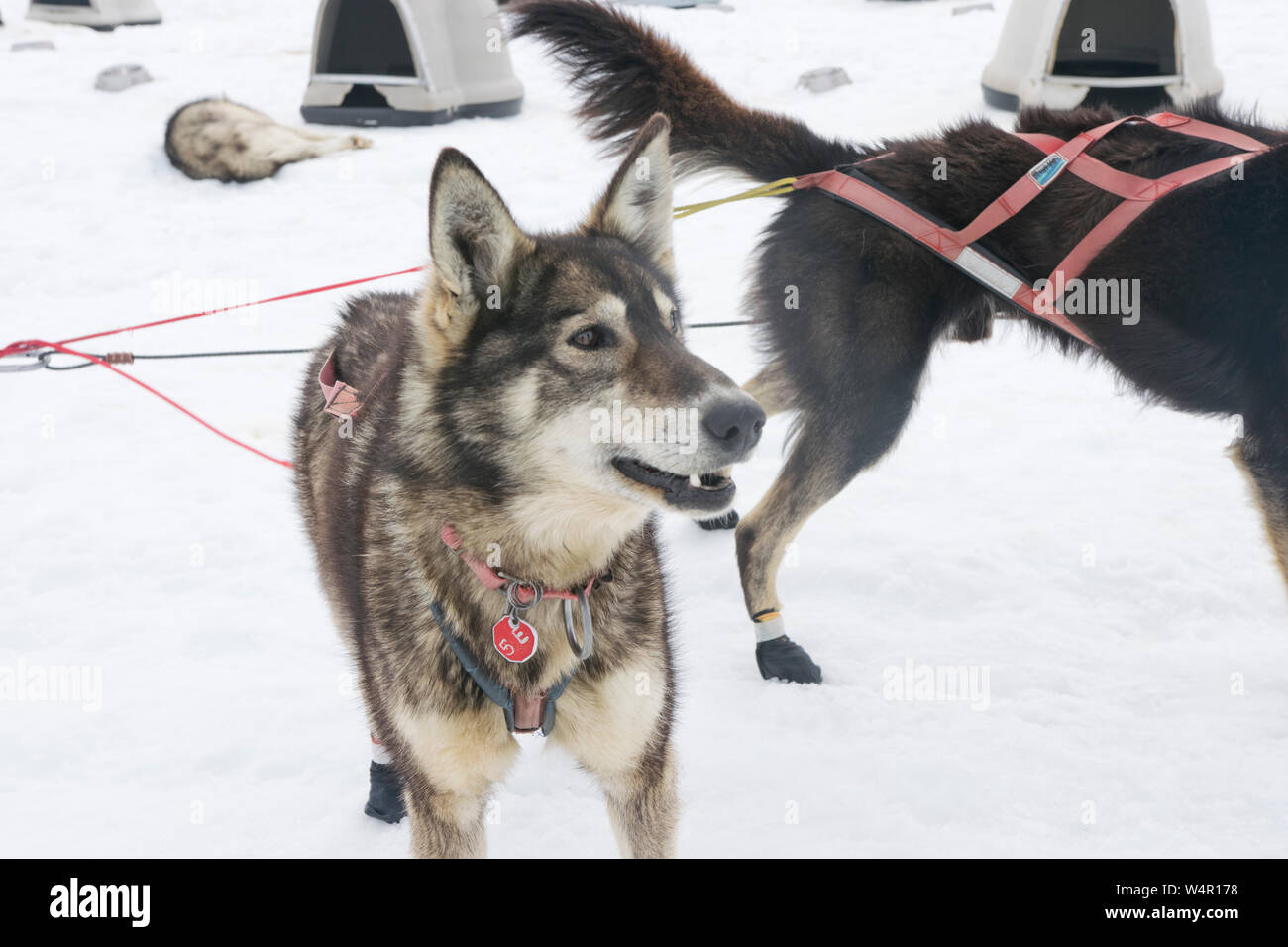 Dogsledding on Norris, Glacier, Alaska. Stock Photo