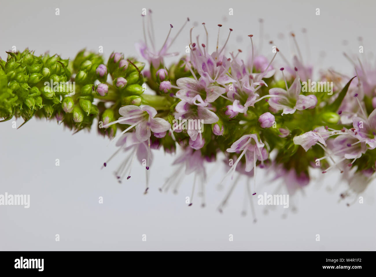 Peppermint Herb High Resolution Stock Photography and Images - Alamy