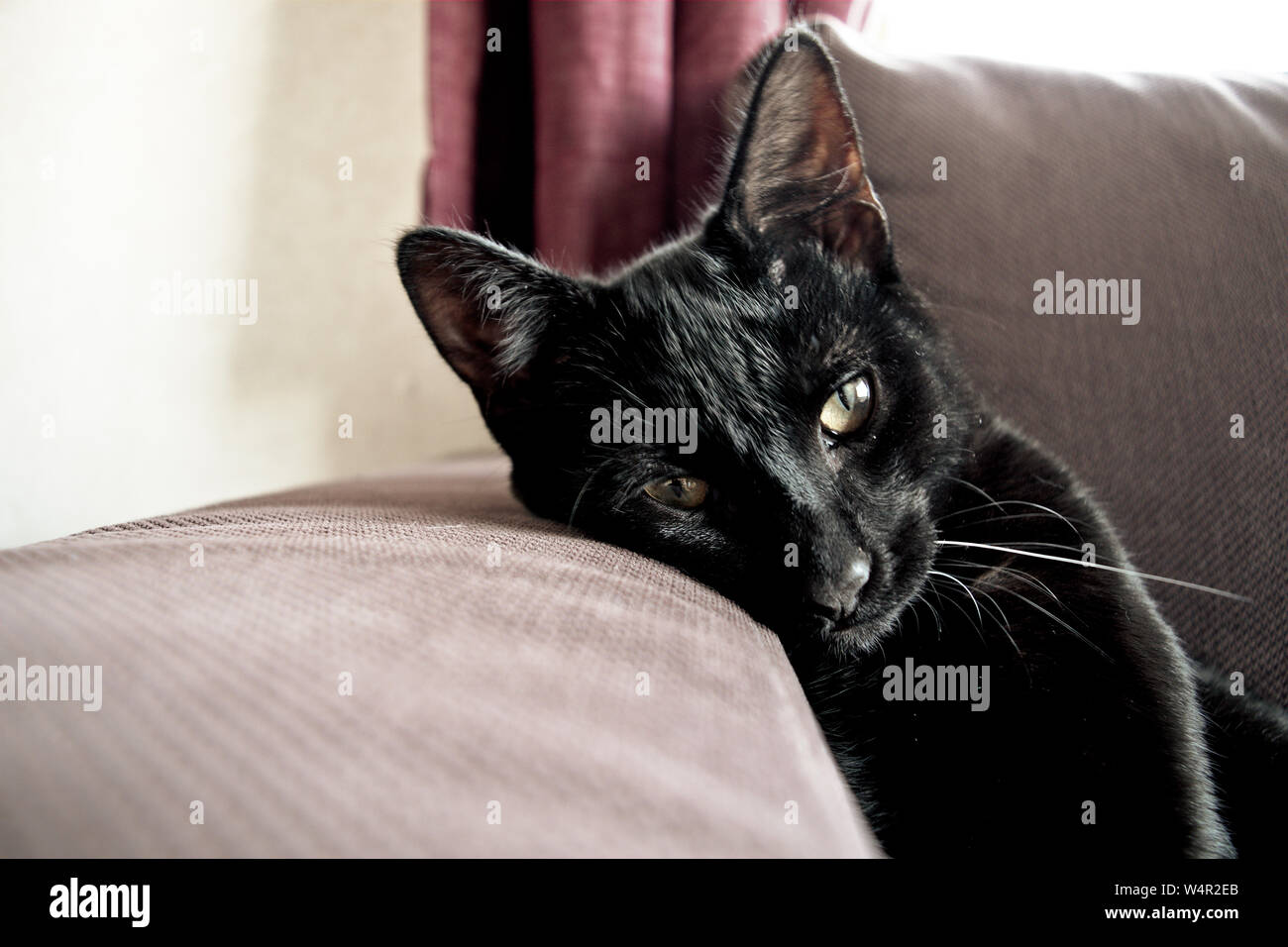 Picture of the sweetest black cat. Curiously, he has one white whisker. This cat is being lazy and lying against an armrest on a sunny afternoon. Stock Photo