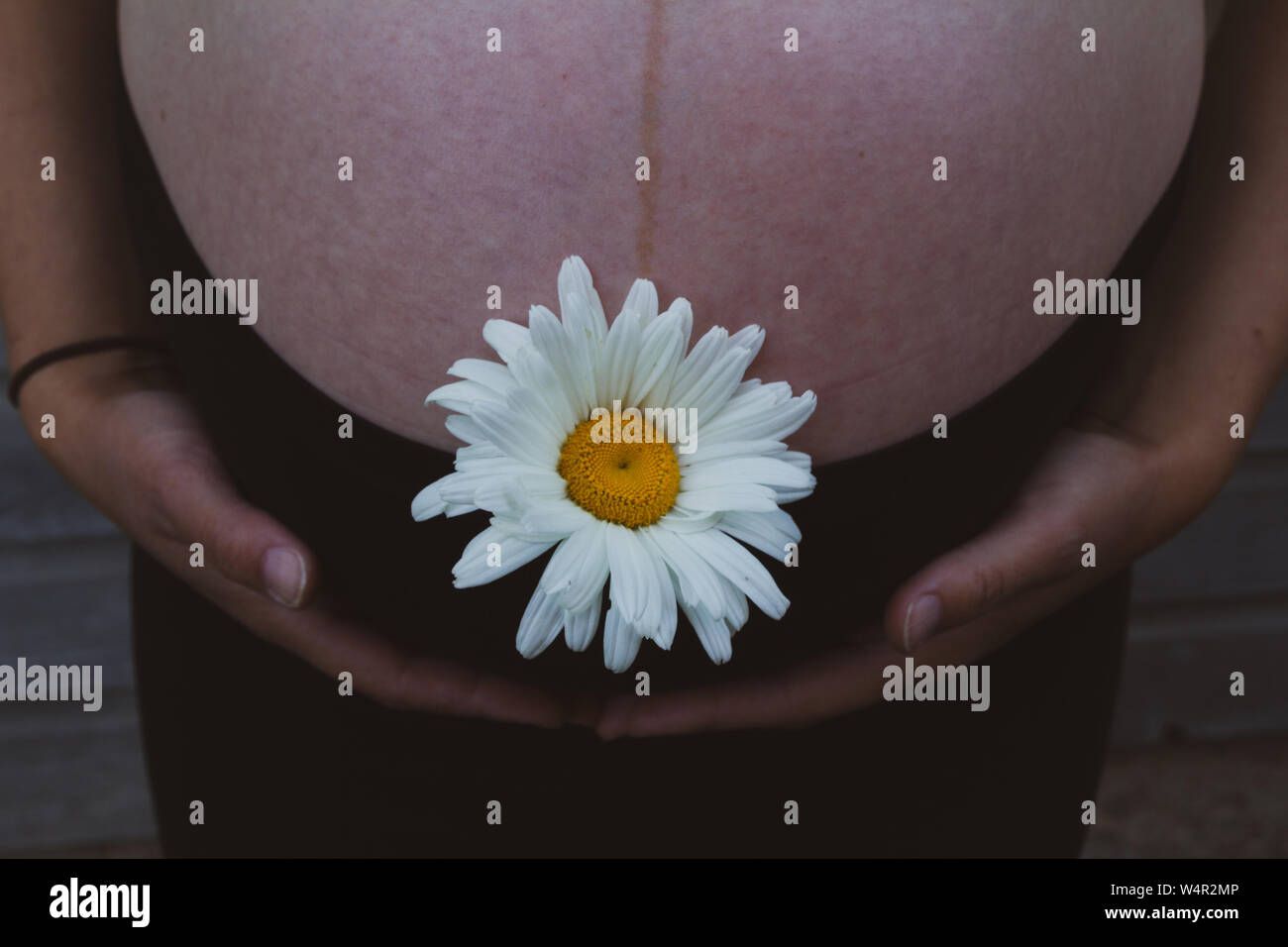 Pregnant woman late in the third trimester cradling her baby bump with a white flower symbolizing the new life growing within her. Stock Photo