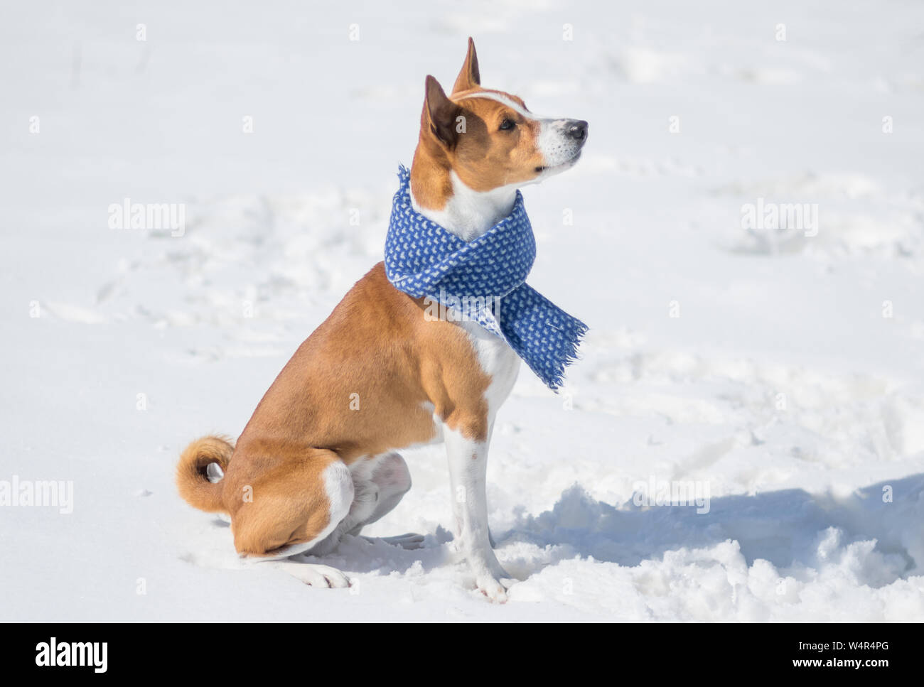 Mature Basenji dog sitting on a fresh snow and looking up Stock Photo