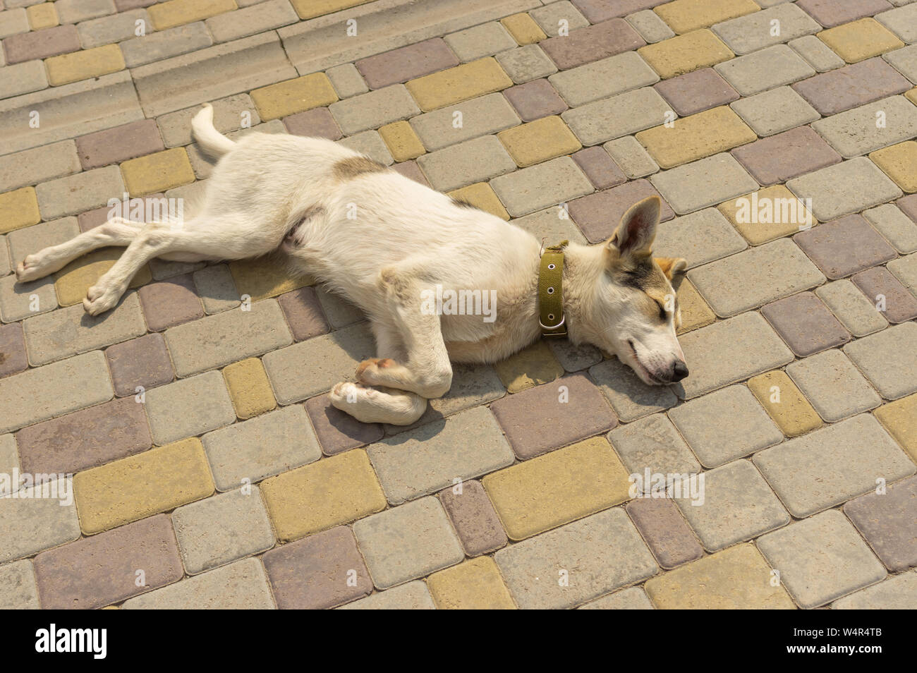 Adorable mixed breed young dog sleeping on a sidewalk Stock Photo