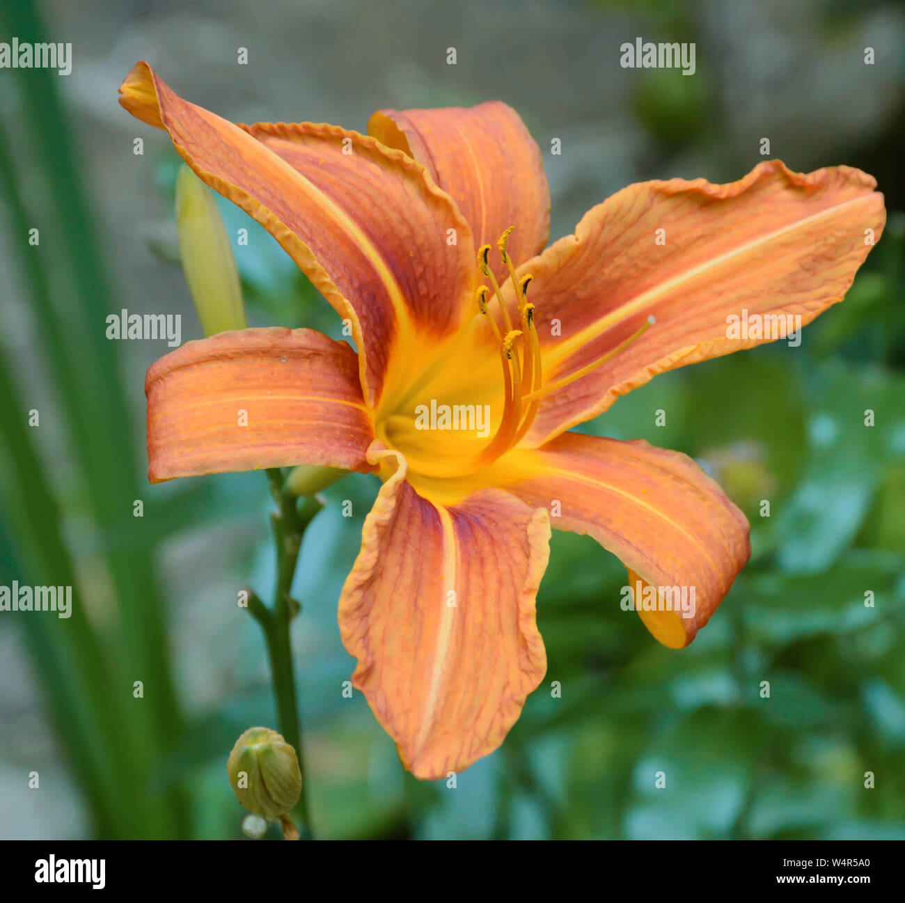 Beautiful orange lily at green background Stock Photo - Alamy