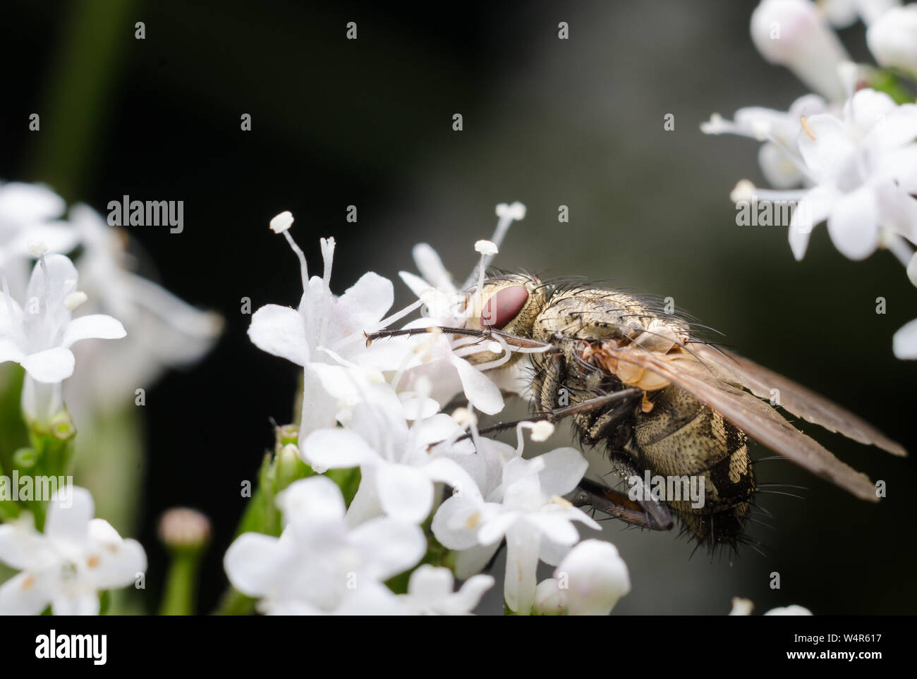 Coenosia, Musca domestica, Macro of a fly on a flower Stock Photo
