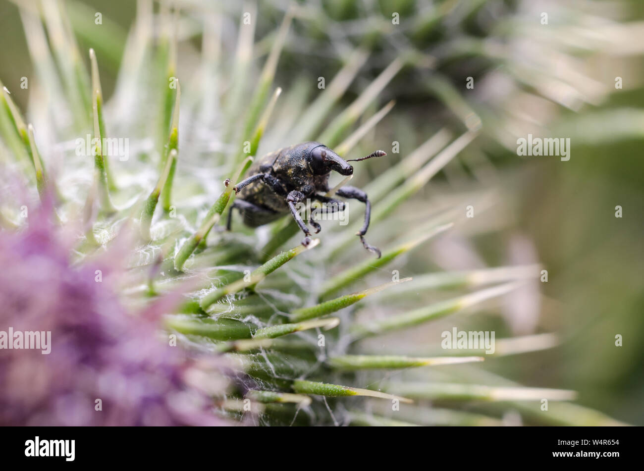 Curculionidae, Macro of a snout beetle on a spiky plant Stock Photo