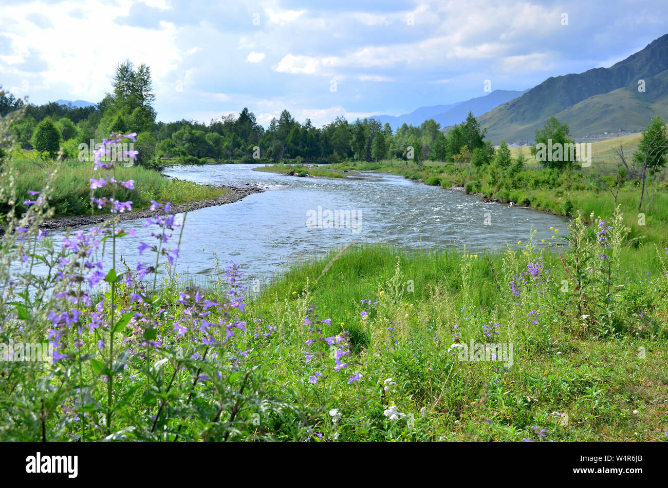 Landscape the mountain river of the mountain of a plant and trees ...
