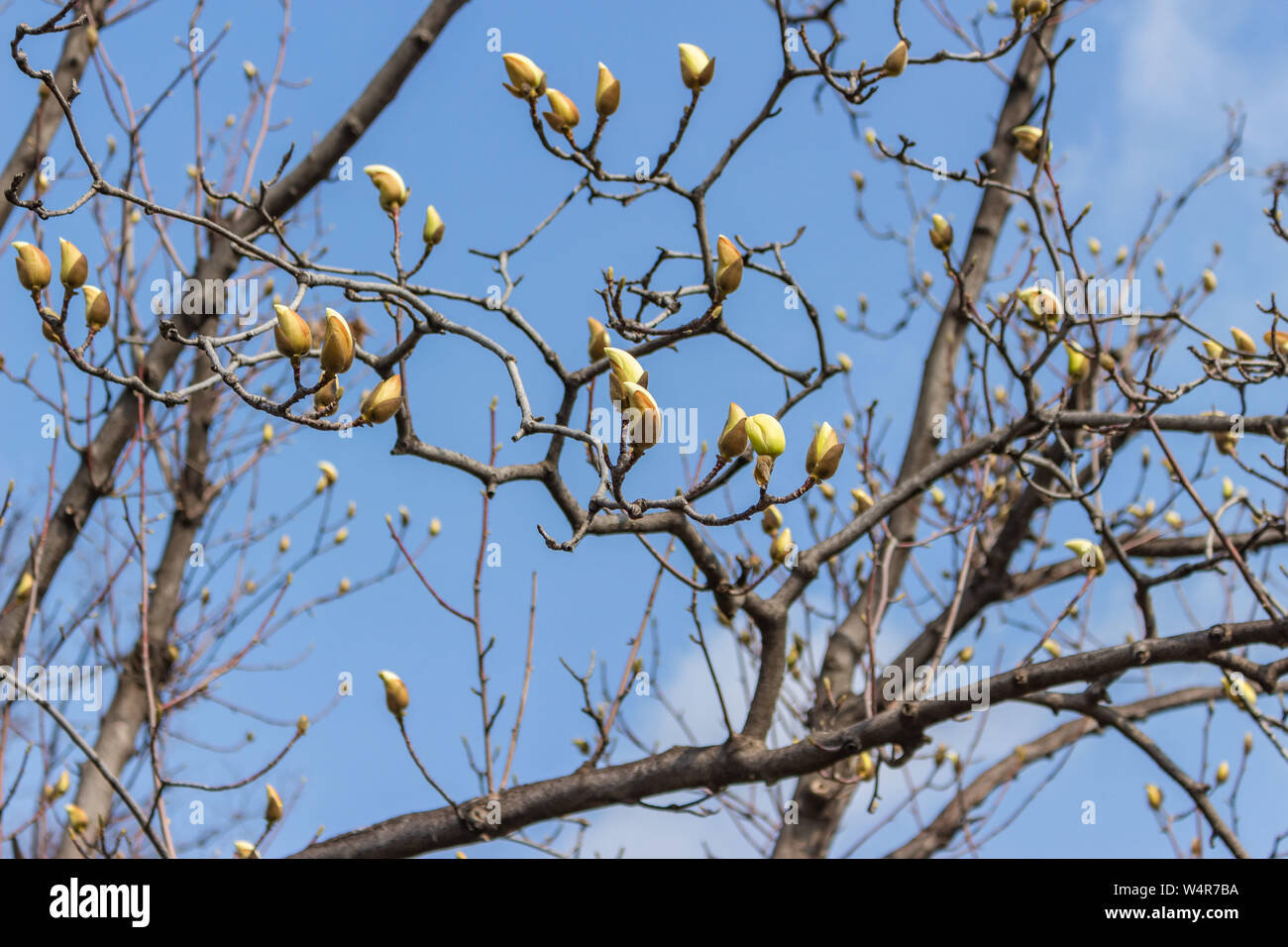 magnolia bud on branches against a blue sky with clouds close-up Stock ...