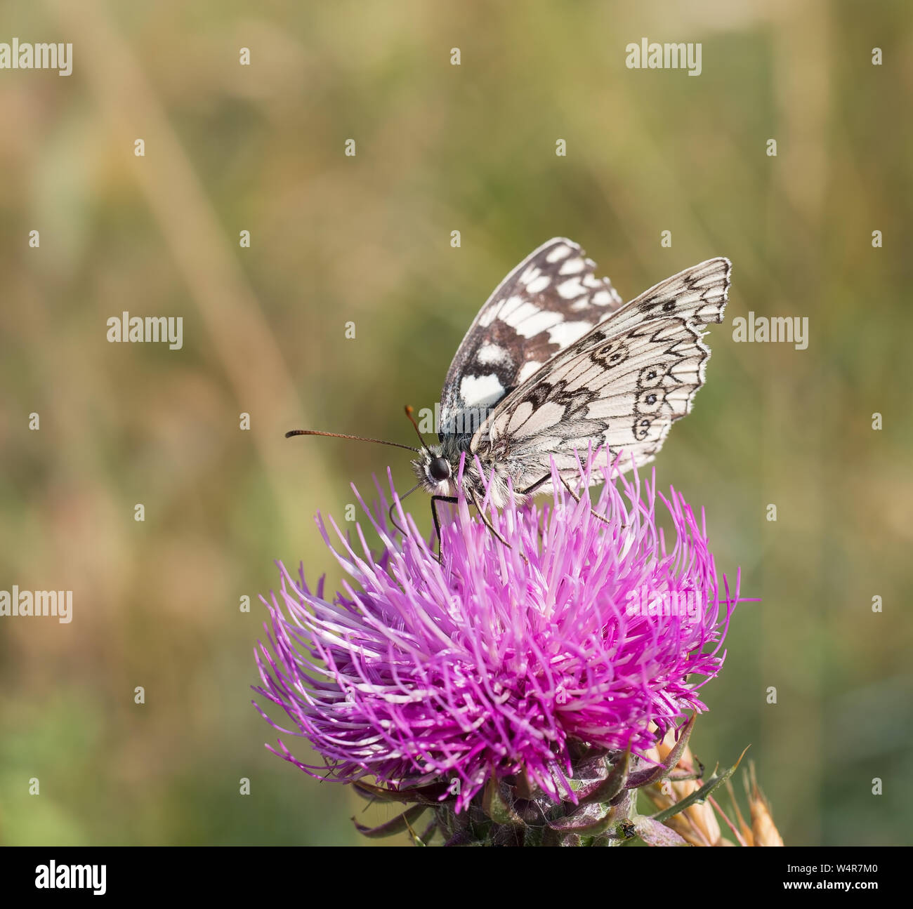 Marbled white butterflies in habitat, nature. Melanargia galathea overhead and profile views. Stock Photo