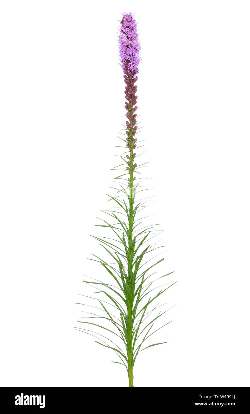 Liatris spicata flower isolated on white background Stock Photo