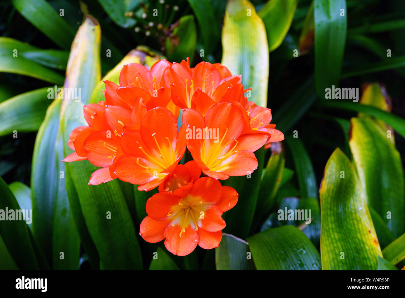 Orange clivia plant with green foliage Stock Photo Alamy