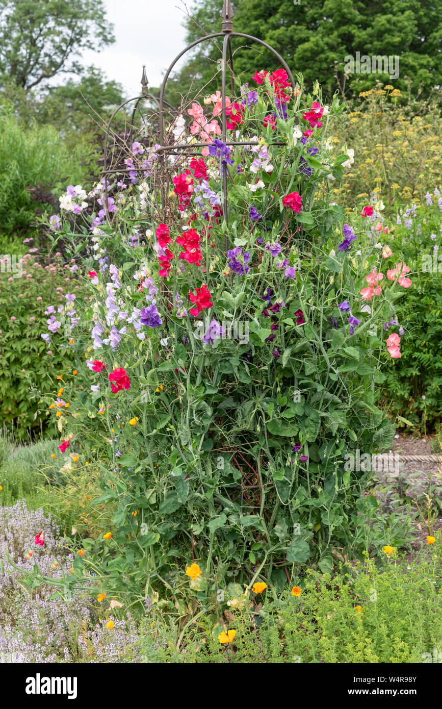 Sweet Peas flowering in a garden border Stock Photo Alamy