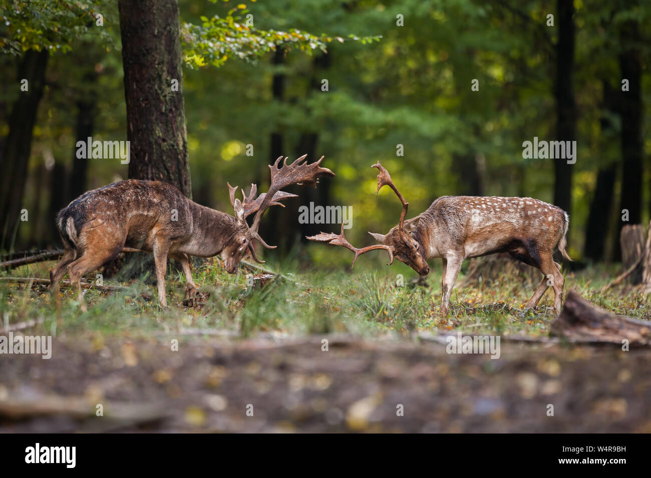 Two fallow deer fighting against each other in forest with copyspace. Stock Photo