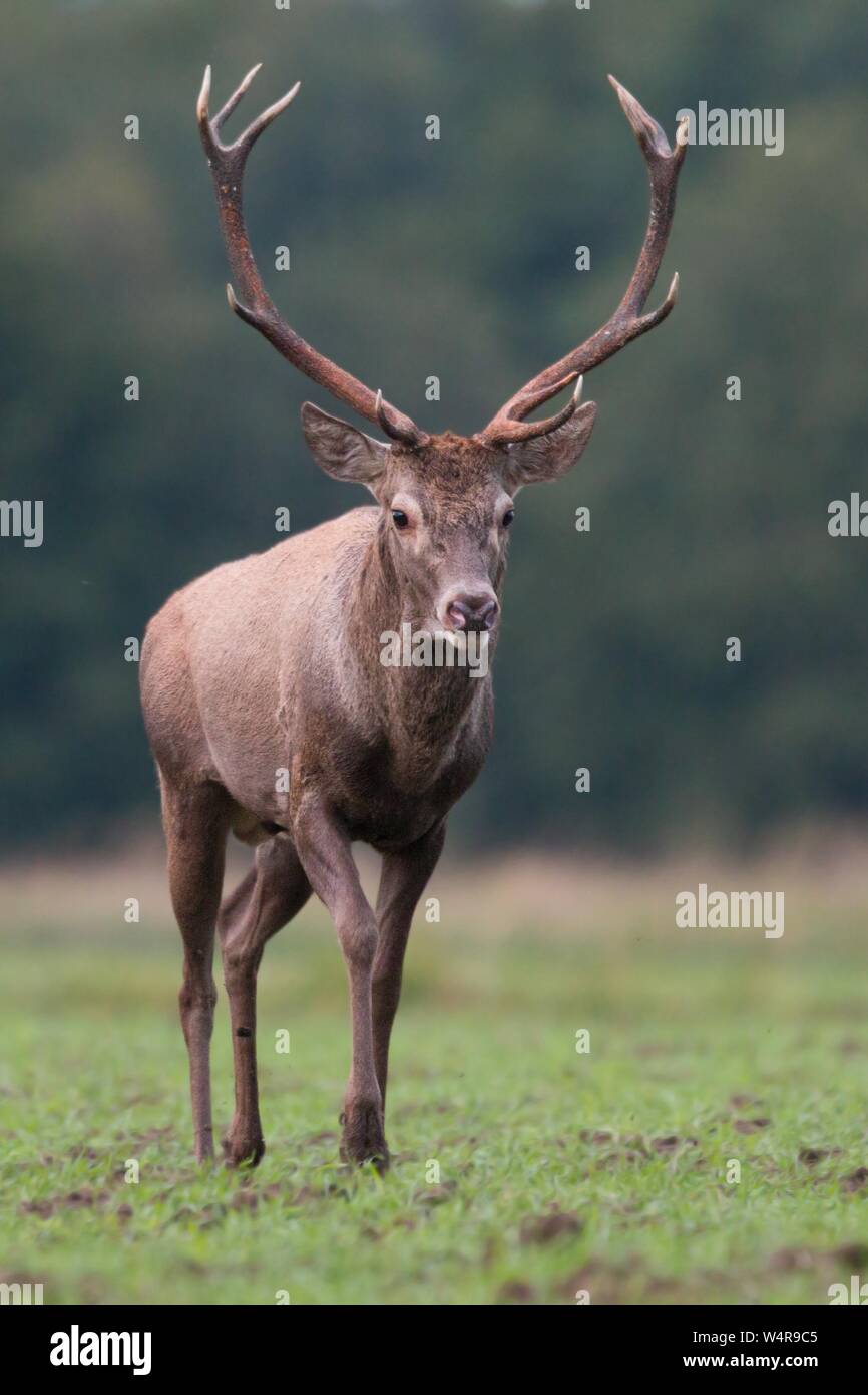 Red deer stag walking forward on the grass from front view in autumn. Stock Photo