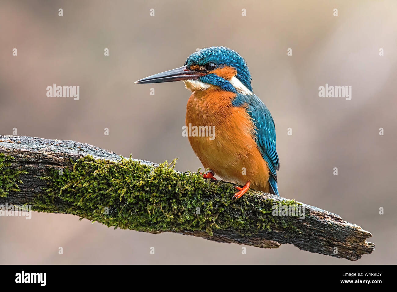 Common kingfisher sitting on the bought in the summer with blurred background. Stock Photo