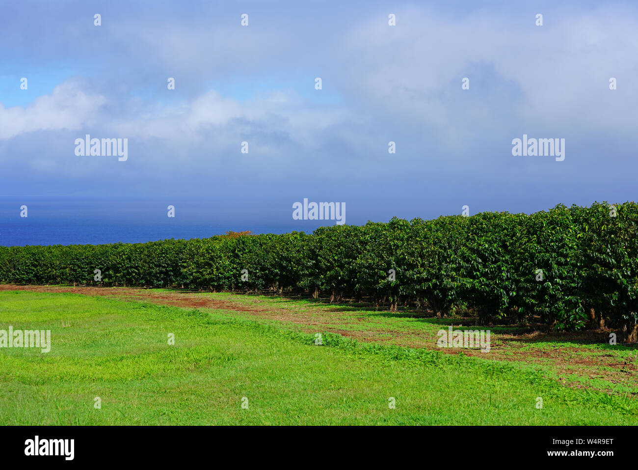 A coffee plantation in Kaanapali, Maui, Hawaii Stock Photo Alamy