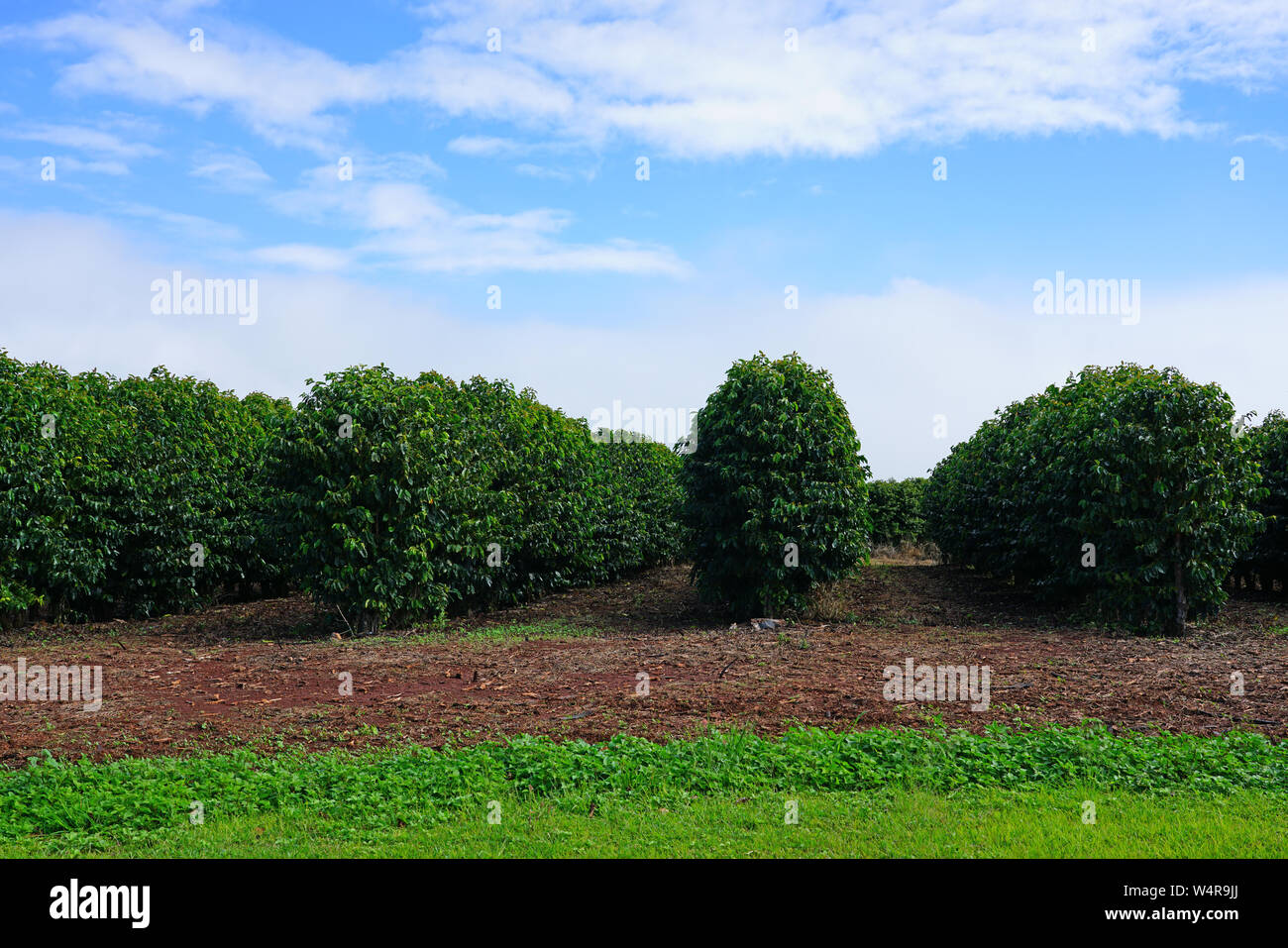 A coffee plantation in Kaanapali, Maui, Hawaii Stock Photo Alamy