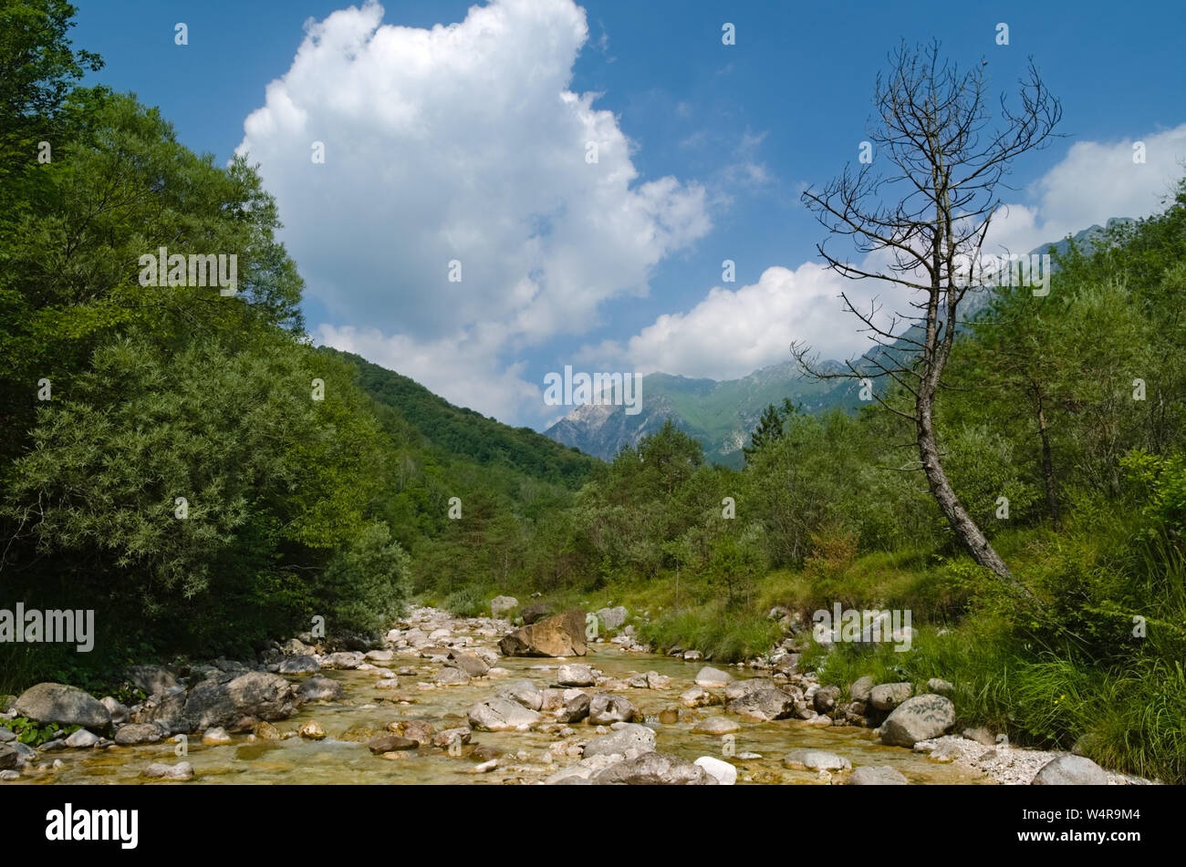 Vedronza creek during summer: a little stream flowing through the Alps in a nature reserve Stock Photo