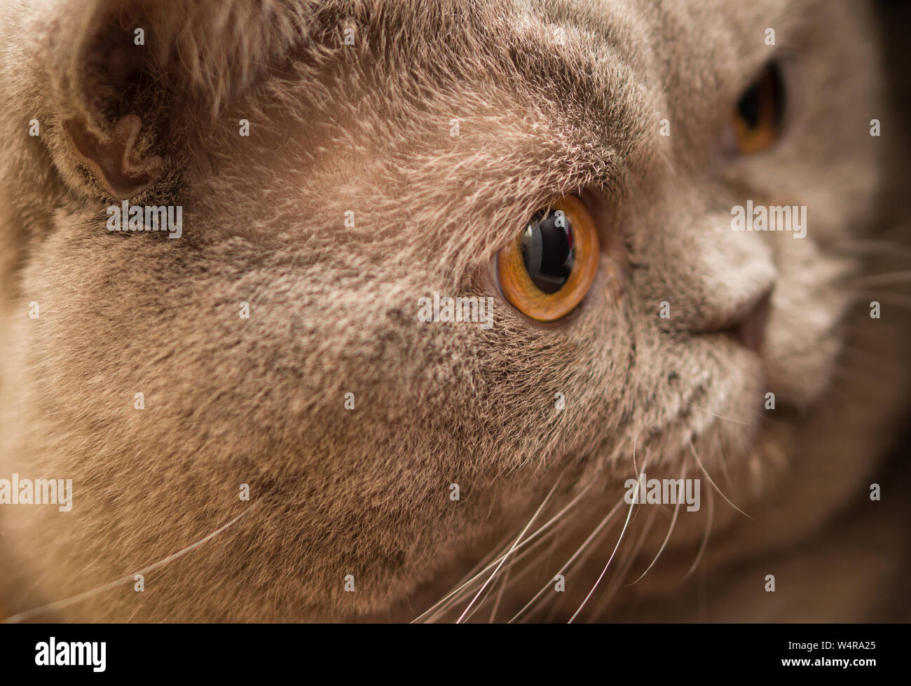 Young crazy surprised Scottish cat make big eyes closeup. Young cat looking surprised and scared. Emotional surprised wide big eye kitten at home Stock Photo