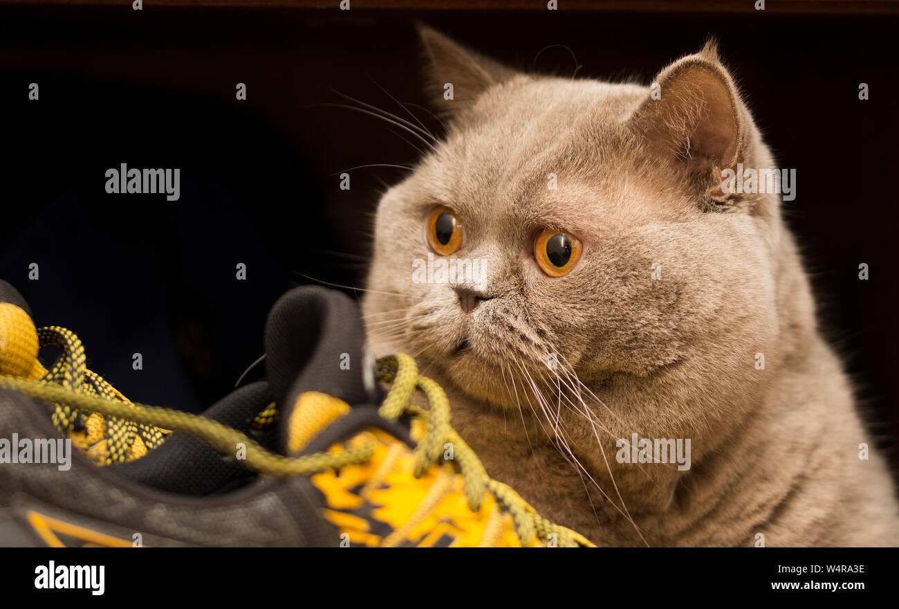 Scottish cat and yellow sneakers. Sport and laziness concept Stock Photo