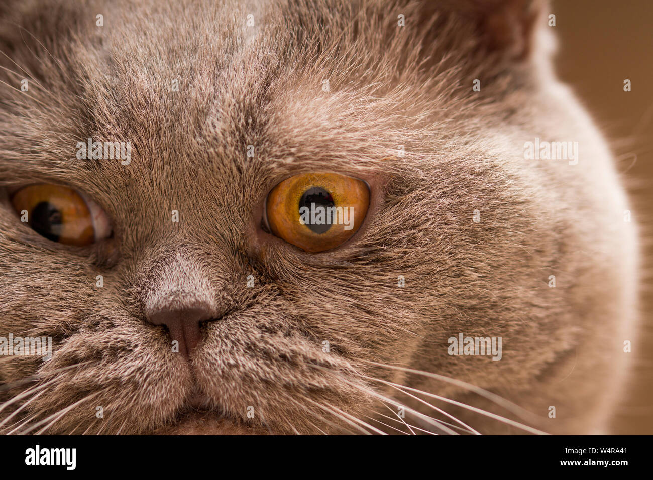 Young crazy surprised Scottish cat make big eyes closeup. Young cat looking surprised and scared. Emotional surprised wide big eye kitten at home Stock Photo