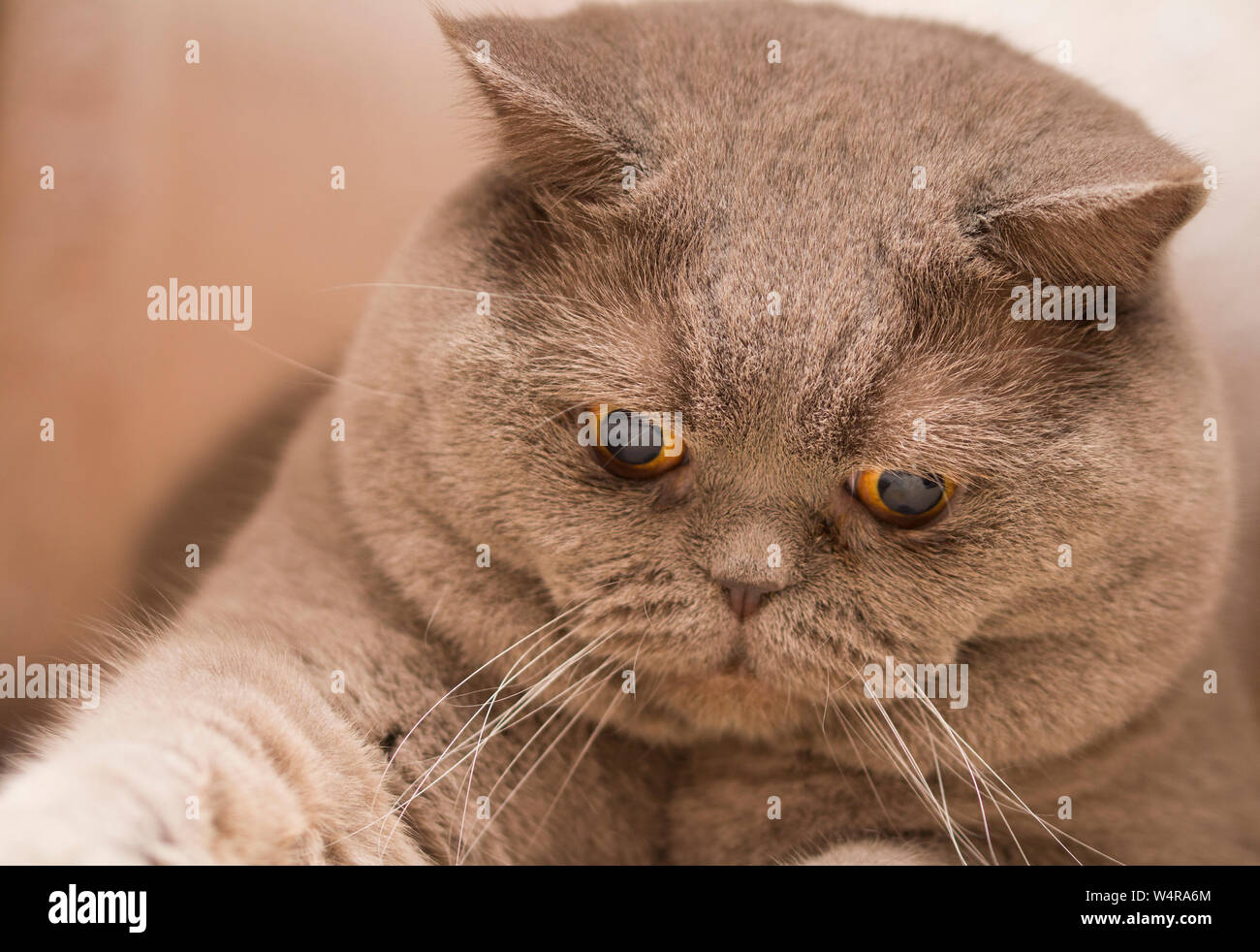 Young crazy surprised Scottish cat make big eyes closeup. Young cat looking surprised and scared. Emotional surprised wide big eye kitten at home Stock Photo