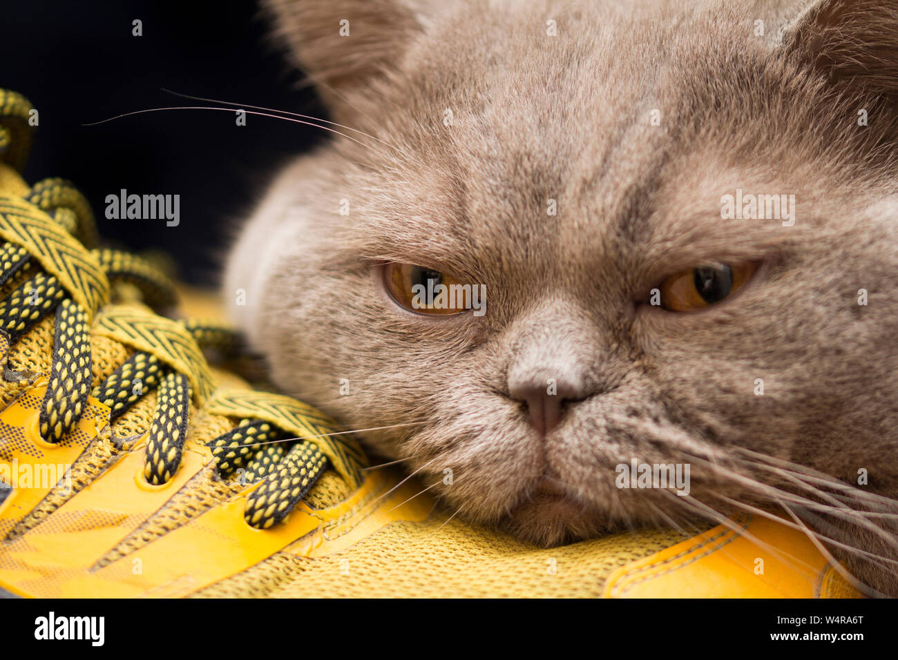 Scottish cat and yellow sneakers. Sport and laziness concept Stock Photo