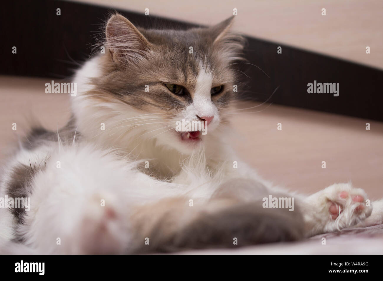 beautiful grey cute cat licking his self on stylish modern  bed with funny emotions .The gray cat lies and washes. Stock Photo