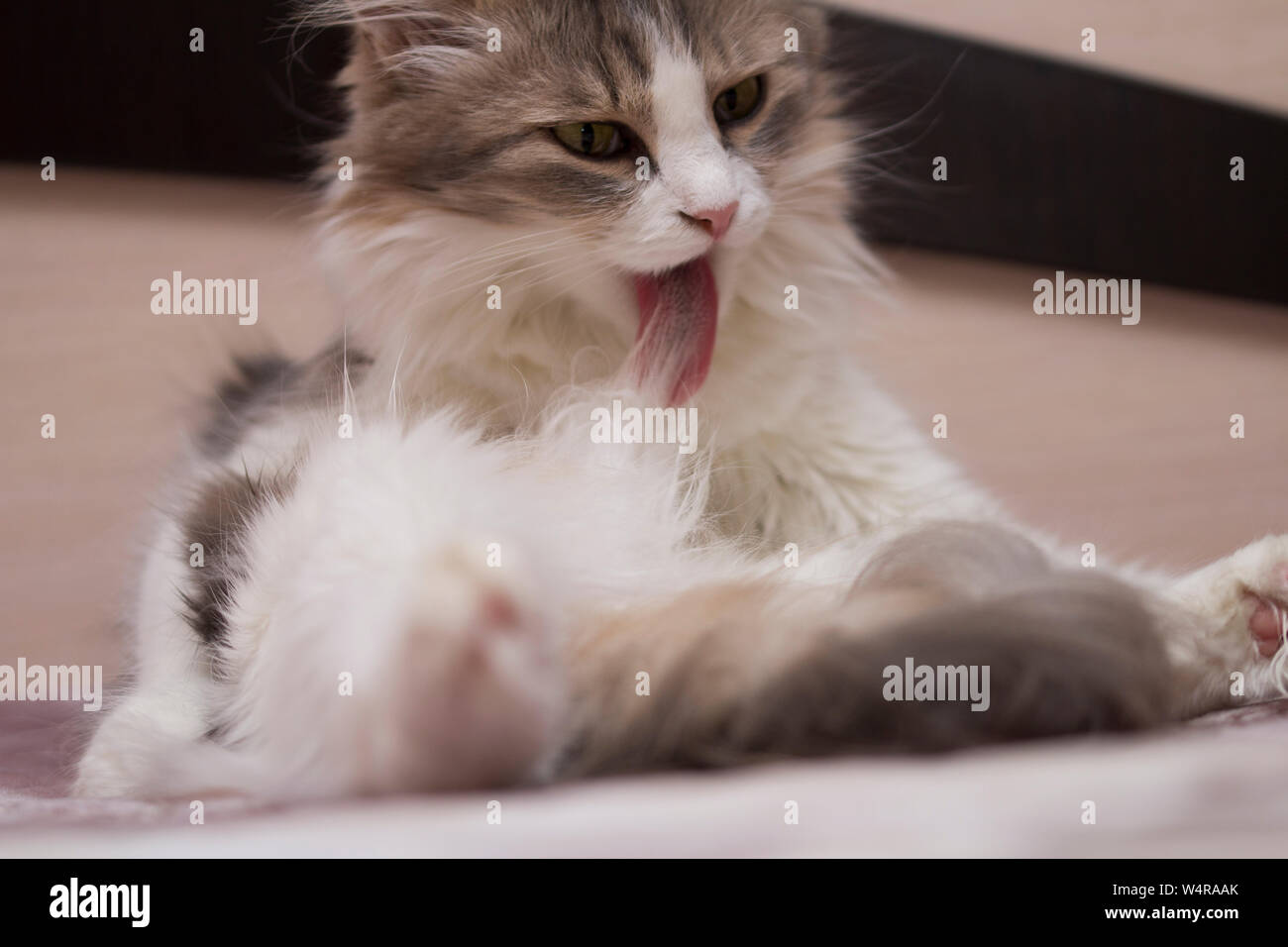 beautiful grey cute cat licking his self on stylish modern  bed with funny emotions .The gray cat lies and washes. Stock Photo