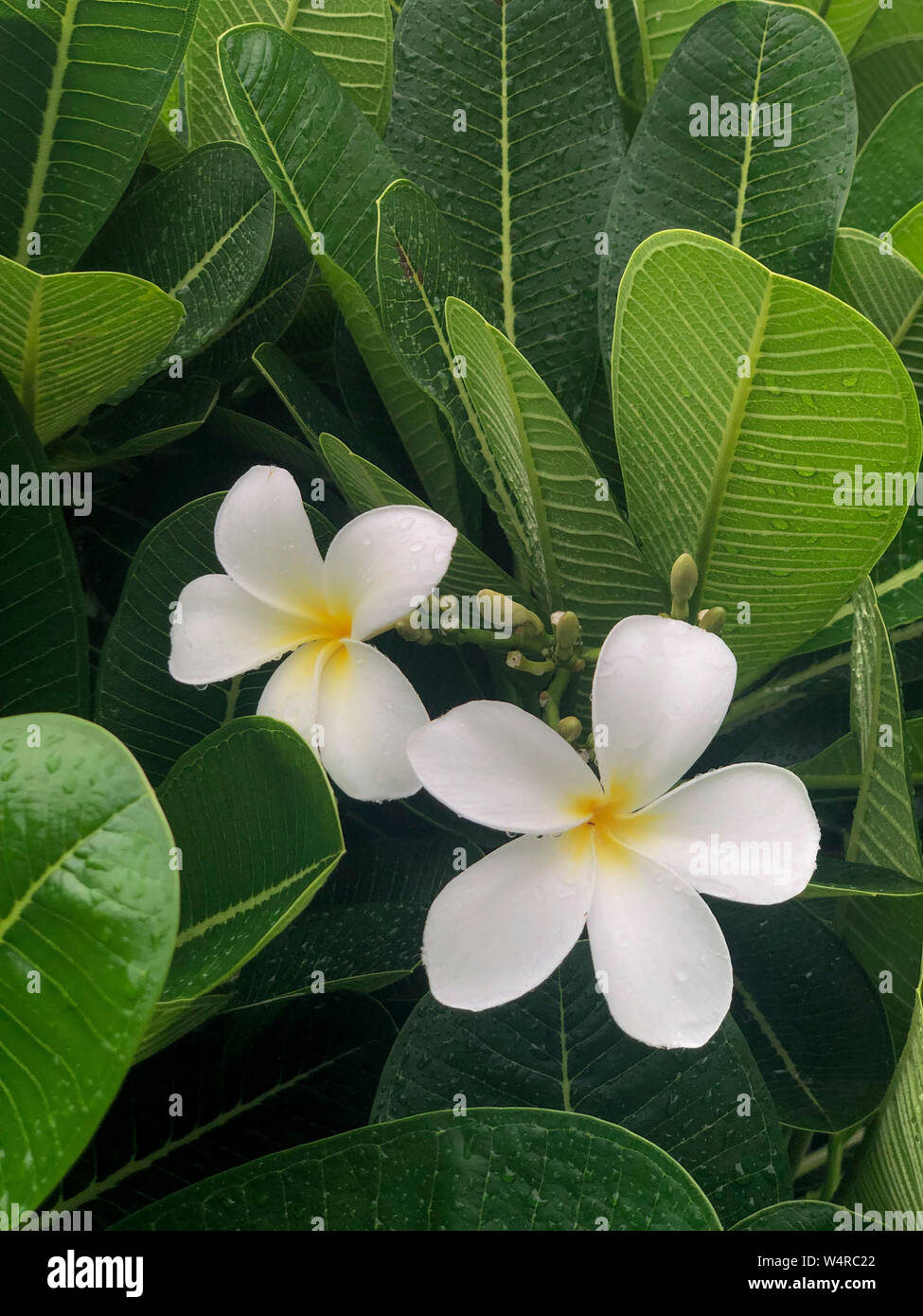 Frangipani flower also known as Temple flowers. Stock Photo