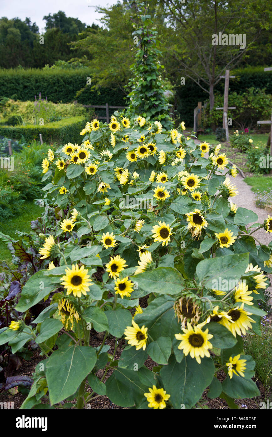 Multi headed sale sunflower