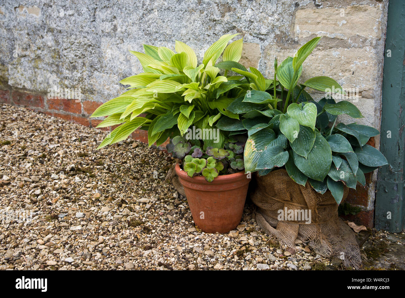 Container grown hostas Stock Photo