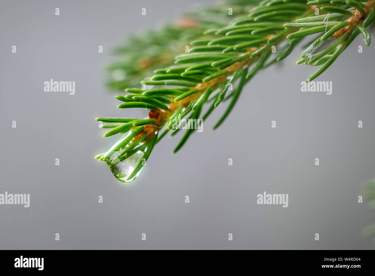 Close-up picture of small conifer branch with glittering drop of water, concept of pure clean nature Stock Photo
