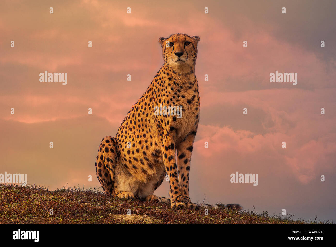 Cheetah sitting Stock Photo