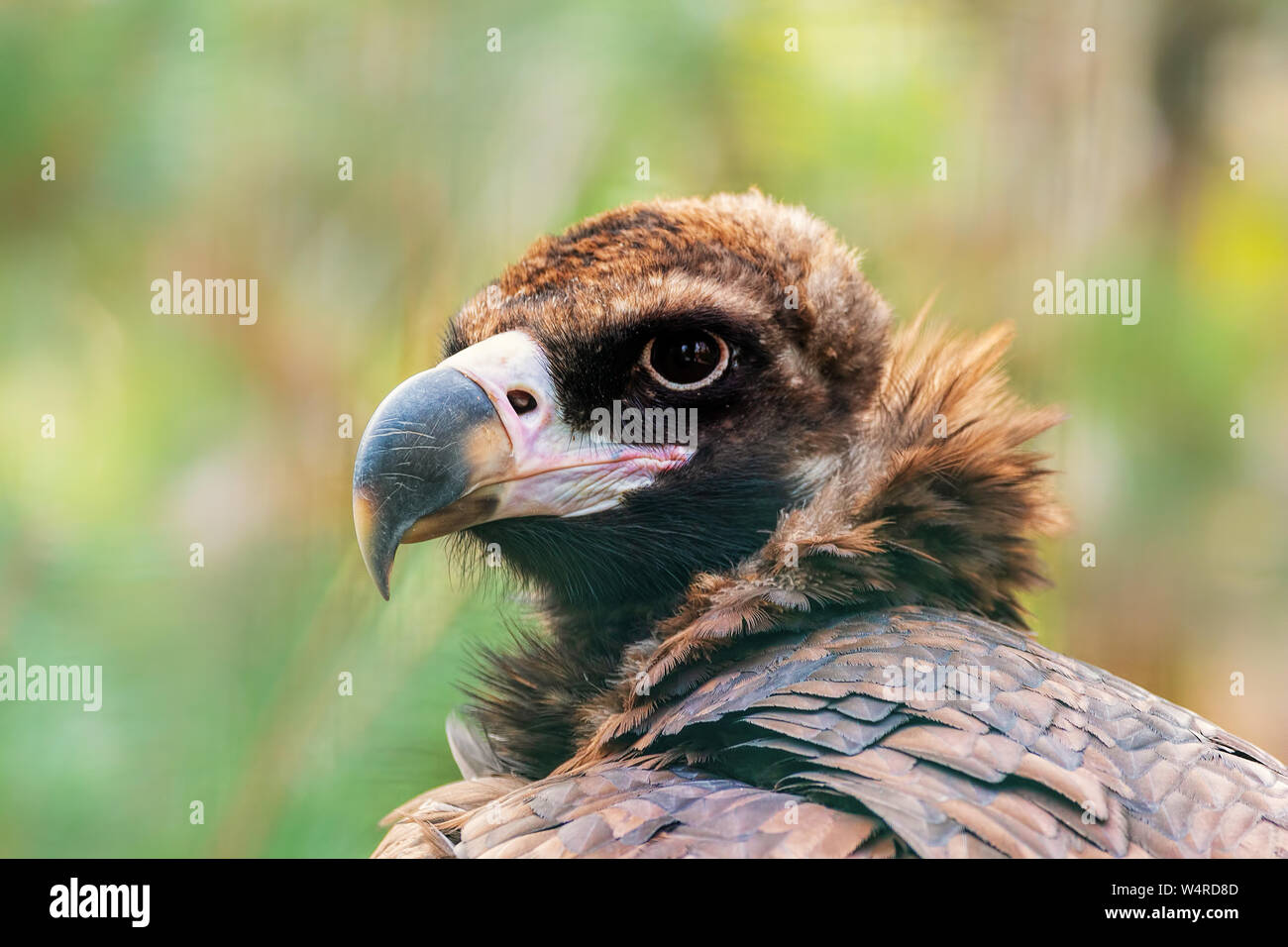Bird portrait, a vulture Stock Photo